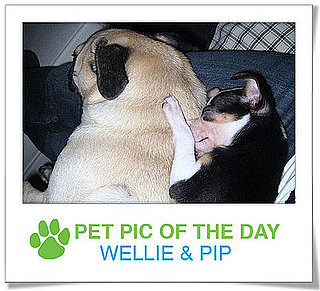 Pet Pics on PetSugar 2009-01-14 09:30:55