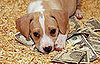 PetSugar Weekly Recap 2009-01-17 03:00:00