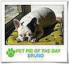 Pet Pics on PetSugar 2009-01-16 09:30:13