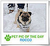 Pet pics on PetSugar 2009-01-26 09:30:31