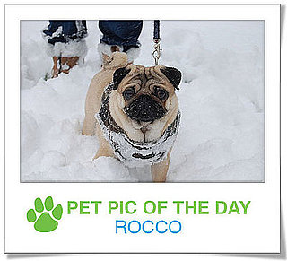 Pet pics on PetSugar 2009-01-26 09:30:31