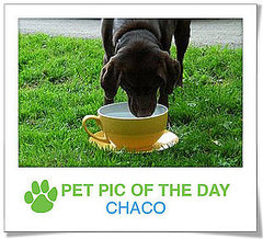 Pet Pics on PetSugar 2009-01-22 09:30:44
