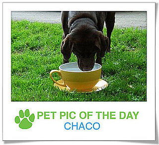 Pet Pics on PetSugar 2009-01-22 09:30:44