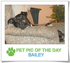 Pet Pics on PetSugar 2009-01-20 09:30:36