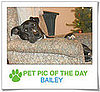 Pet Pics on PetSugar 2009-01-20 09:30:36