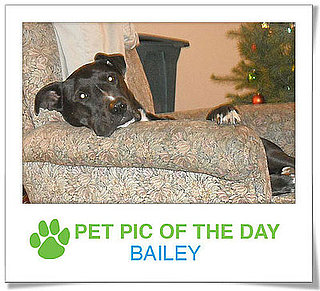Pet Pics on PetSugar 2009-01-20 09:30:36