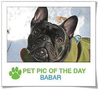 Pet Pics on PetSugar 2009-02-03 09:30:01