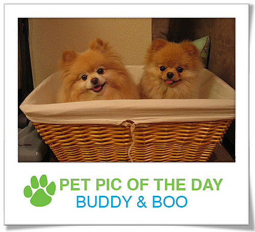 Pet Pics on PetSugar 2009-01-30 09:30:18