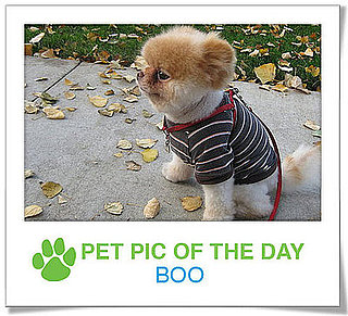 Pet Pics on PetSugar 2009-01-27 09:30:21