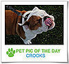 Pet Pics on PetSugar 2009-01-29 09:30:33