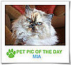 Pet Pics on PetSugar 2009-02-05 09:30:28