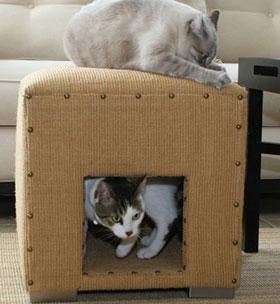 Sugar Shout Out: Win a Cat Scratch Cube!
