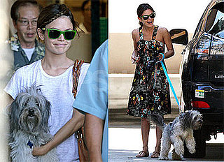 Photos of Rachel Bilson With Her Dog Thurman Murman at Home Depot