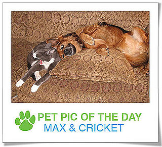 Pet Pics on PetSugar 2008-11-12 09:30:50