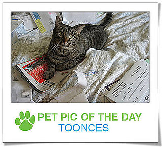 Pet Pics on PetSugar 2008-11-13 09:30:12
