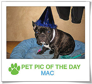 Pet Pics on PetSugar 2008-11-14 09:30:20
