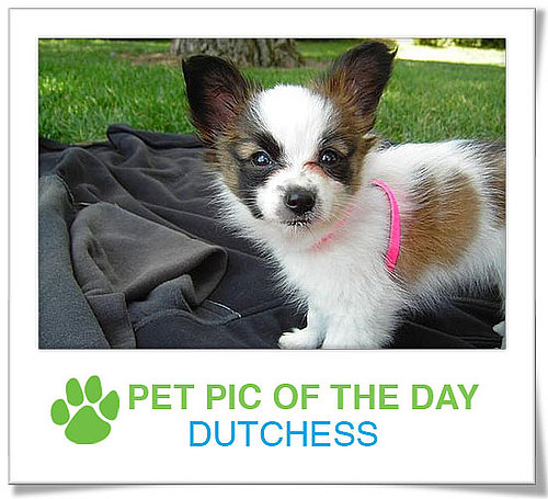 Pet Pics on PetSugar 2008-11-18 09:30:02