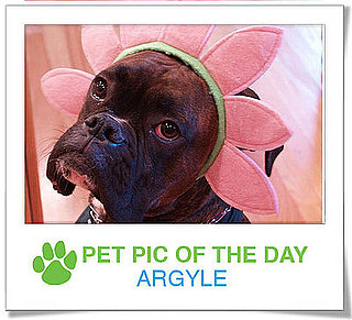 Pet Pics on PetSugar 2008-11-20 07:15:26