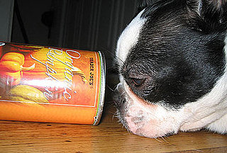 PetSugar Weekly Recap 2008-11-29 03:00:49