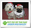 Pet Pic of the Day: Bailey and Jager Are Ready For Xmas