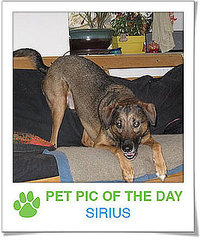 Pet pics on PetSugar 2008-11-26 09:30:08 Pet pics on PetSugar 2008-11-26 09:30:08