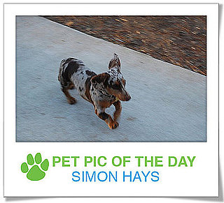 Pet Pics on PetSugar 2008-12-02 09:30:08