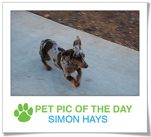 Pet Pics on PetSugar 2008-12-02 09:30:08