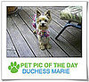 Pet Pics on PetSugar 2008-12-08 09:30:42
