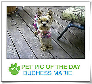 Pet Pics on PetSugar 2008-12-08 09:30:42