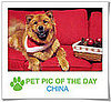 Pet Pics on PetSugar 2008-12-11 09:30:58
