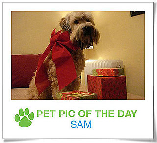 Pet Pics on PetSugar 2008-12-18 09:30:14