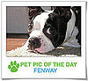 Pet Pics on PetSugar 2008-12-17 09:30:37