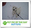 Pet Pics on PetSugar 2008-12-29 09:30:00
