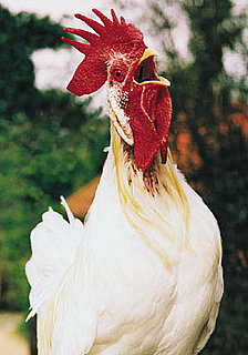Health Poll: Are You Worried About Catching the Bird Flu?