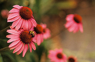 Echinacea Is Effective, Probably Maybe