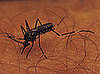 B Vitamins and Mosquitoes