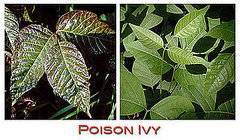Watch Out For: Poison Ivy