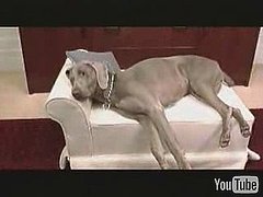 Where Do You Stand? Having Sex With Your Pet in the Room