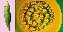 Learn to Love: Okra 
