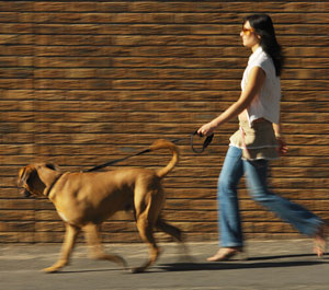 Fit Tip: Take Your Dog (and Yourself) For a Walk  