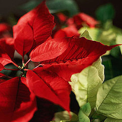 Are Poinsettias Poisonous?