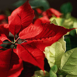 Are Poinsettias Poisonous?