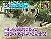 This Transformer Owl Is a Total Badass