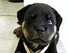 Cute Alert: Rottweiler Puppy Has the Hiccups!