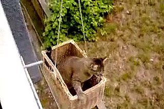 Cat Elevator