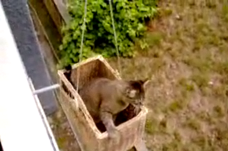 Cat Elevator