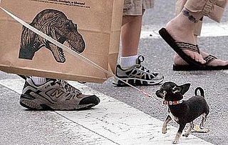 Cute Alert: Tiny Dog Scared of Dinosaur Picture