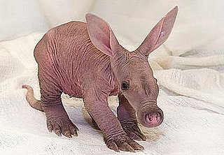 Cute Alert: Baby Aardvark at the Detroit Zoo