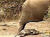 Cute Alert: Baby Elephant Gets Sleepy