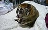 Cute Alert: Freaky Cute Loris Eats a Snack